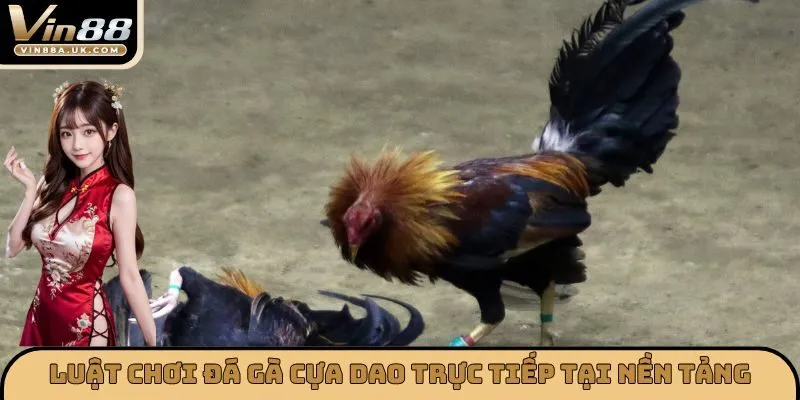 Luật chơi đá gà cựa dao trực tiếp tại nền tảng